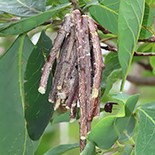 Eumeta hardenbergi larva
